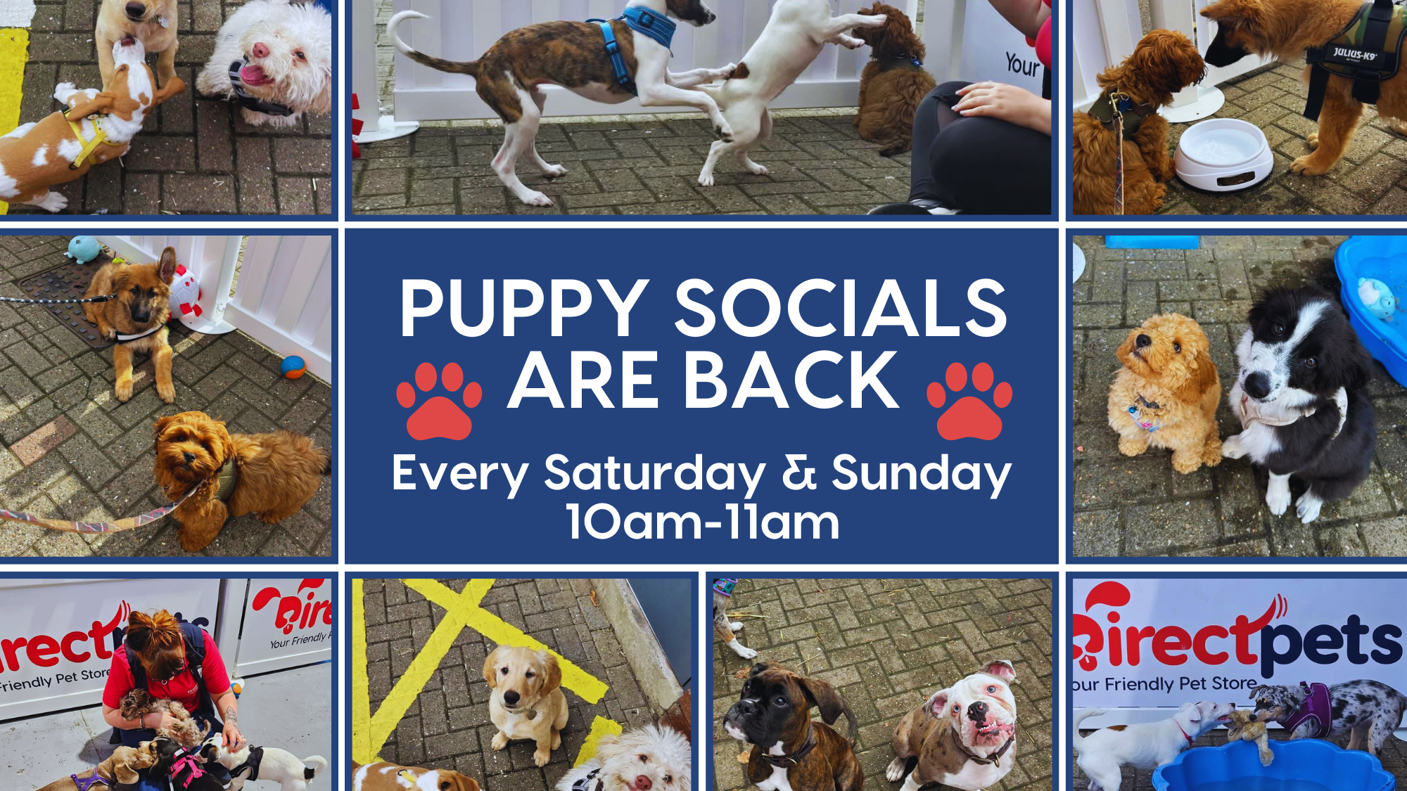 Puppy Social Events in Team Valley, Gateshead