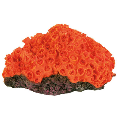 Corals 10–13 Cm