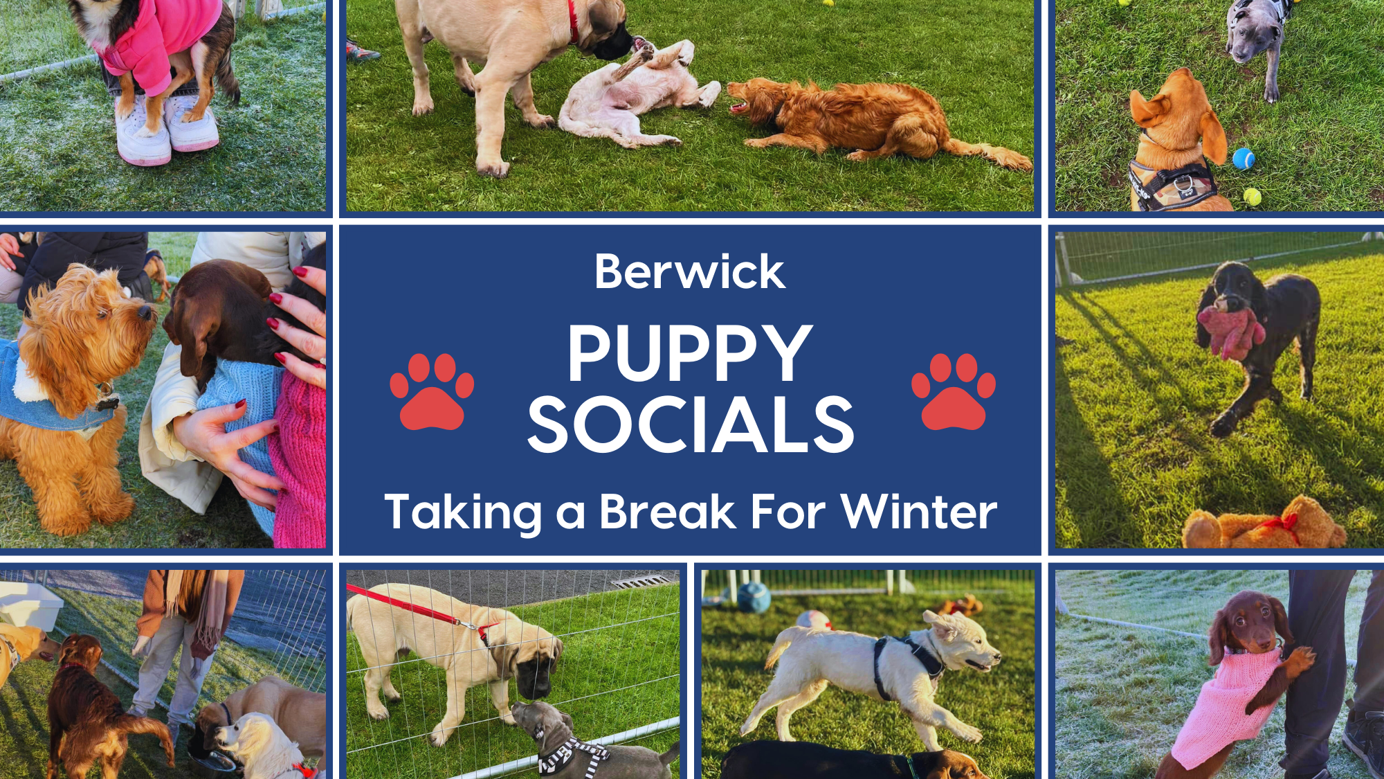 Puppy Social Events in Berwick