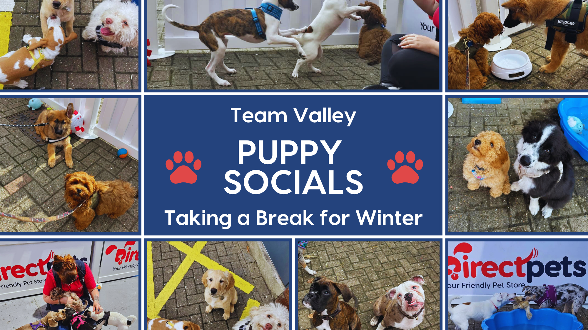 Puppy Social Events in Team Valley