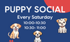 Puppy Social Events in Berwick