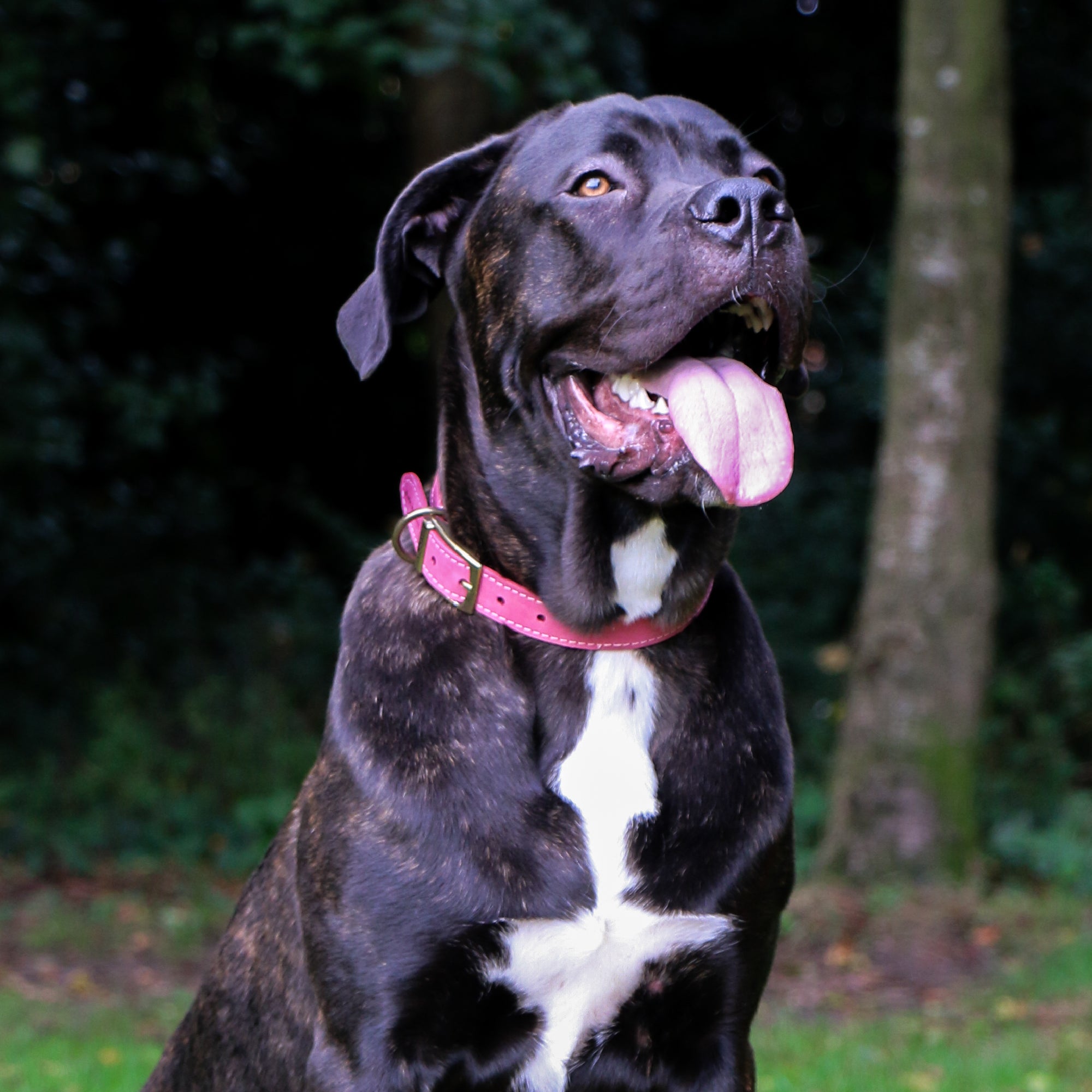 Ancol Timberwolf Leather Collar