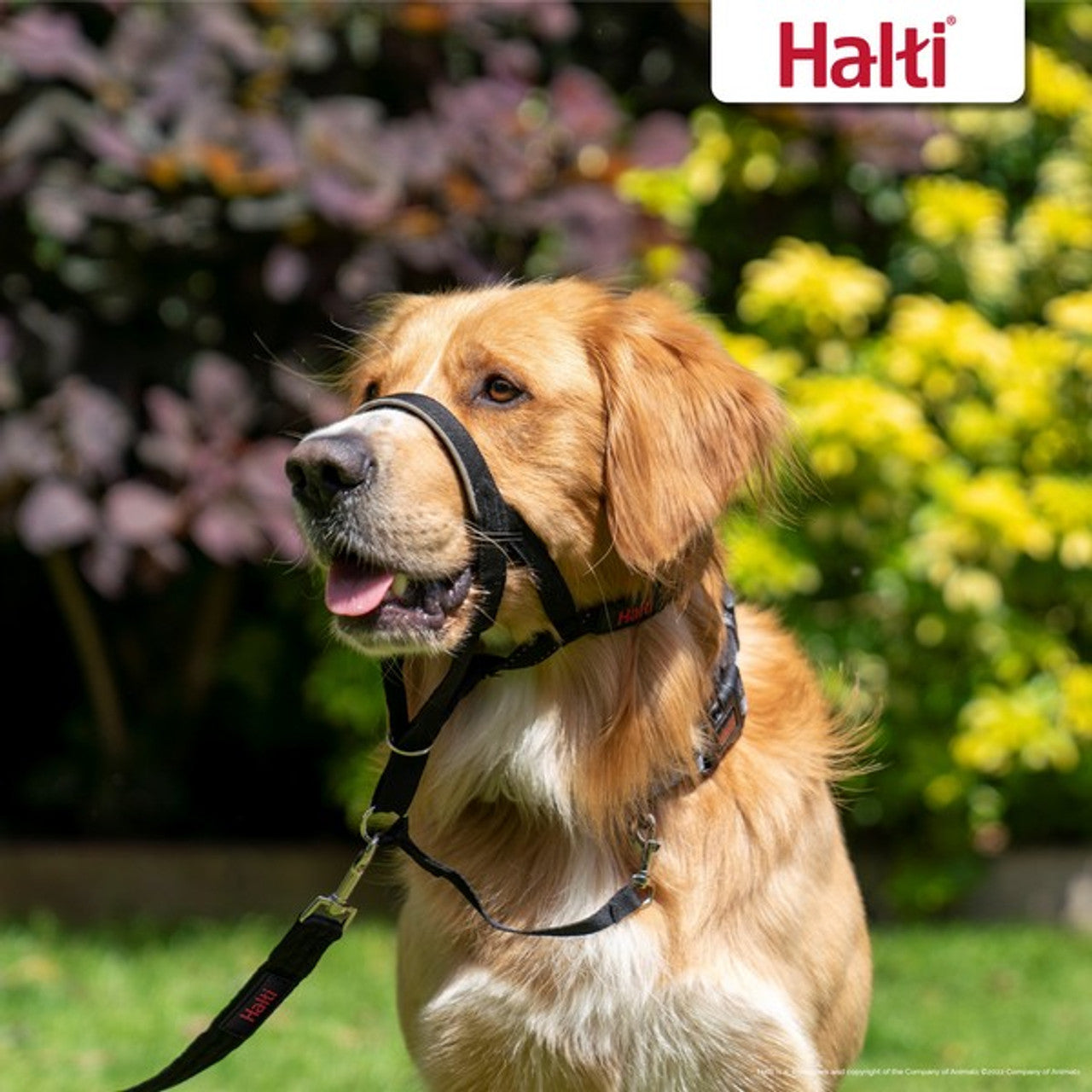 Halti Head Collar Black Size 3