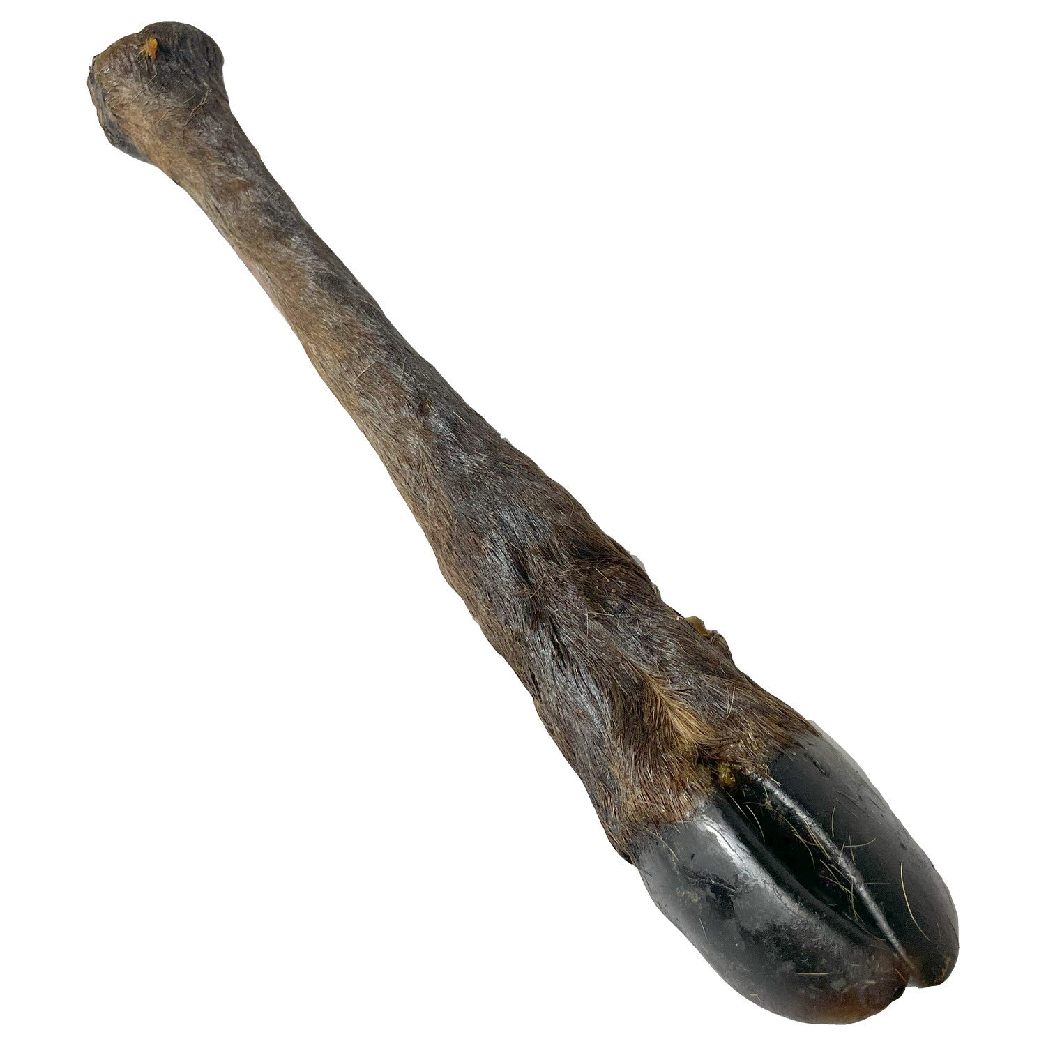 Deer Leg With Hair Large