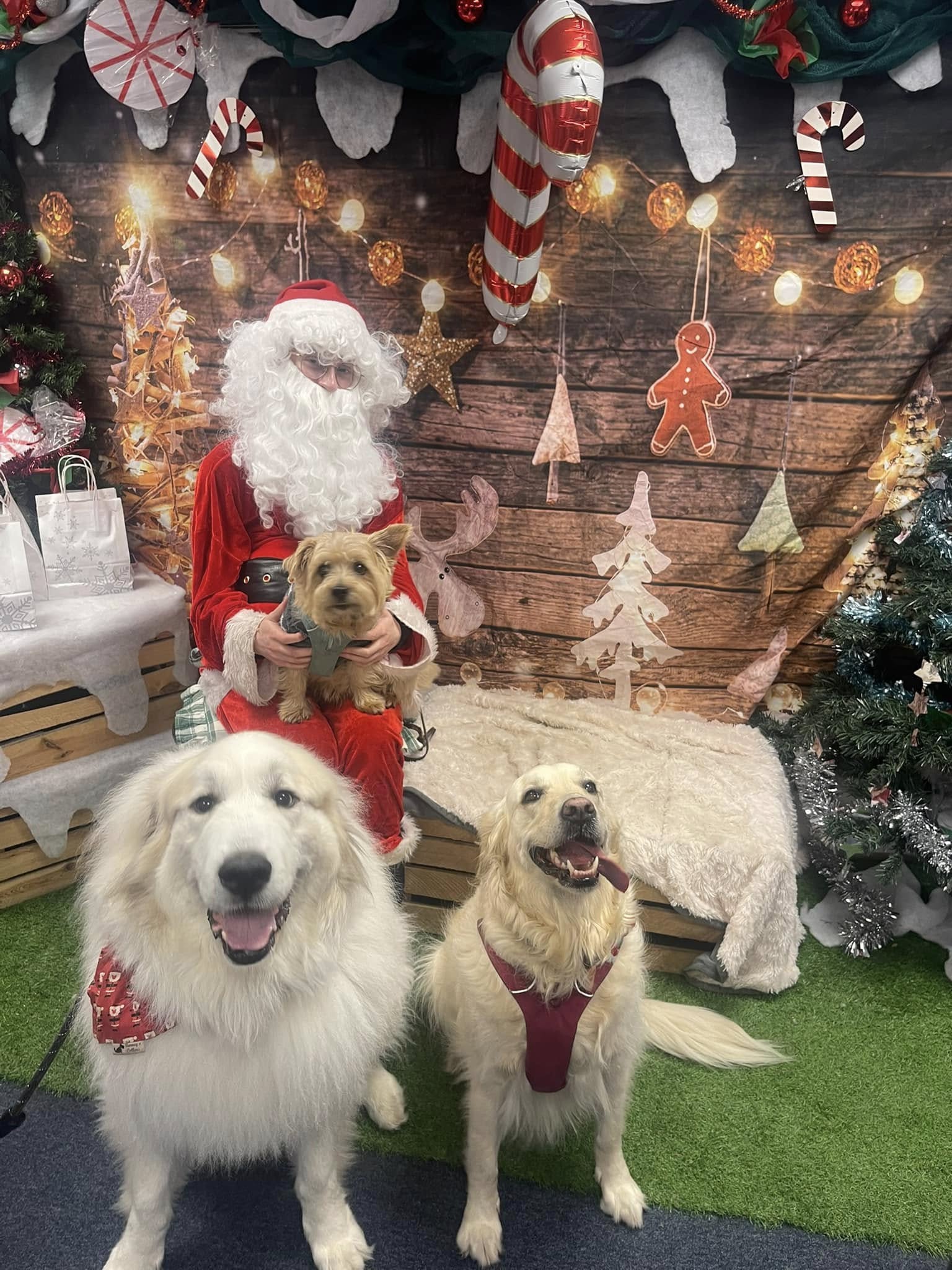 TEAM VALLEY: Santa Paws Grotto
