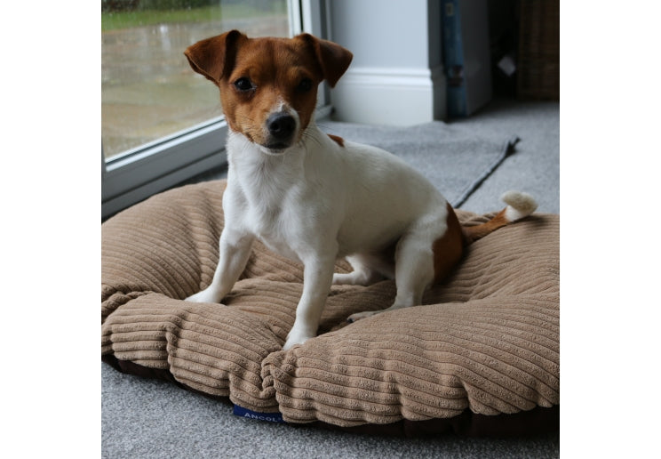 Sleepy Paws Oval Cushion 45x35cm Oatmeal & Check