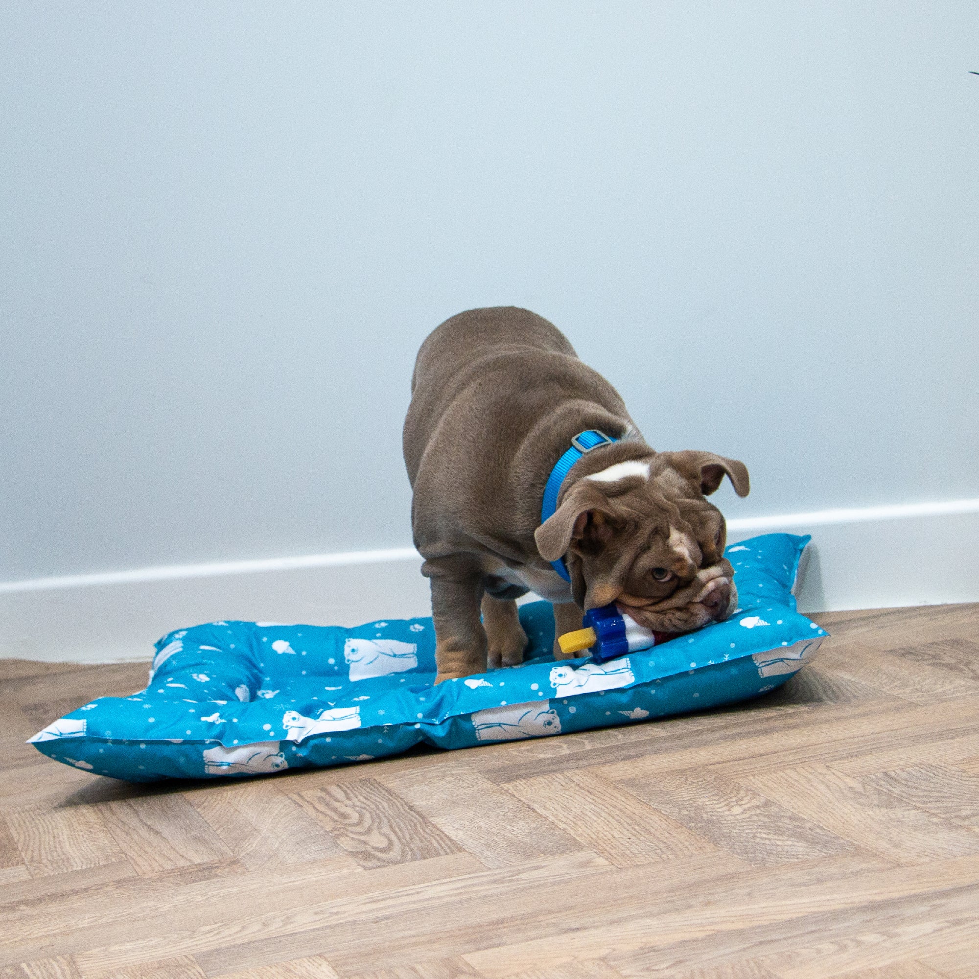 Ice Paws Cooling Bed Small