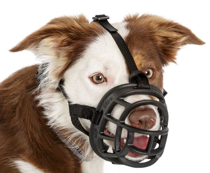 CoA Baskerville Ultra Basket Muzzle Size 1
