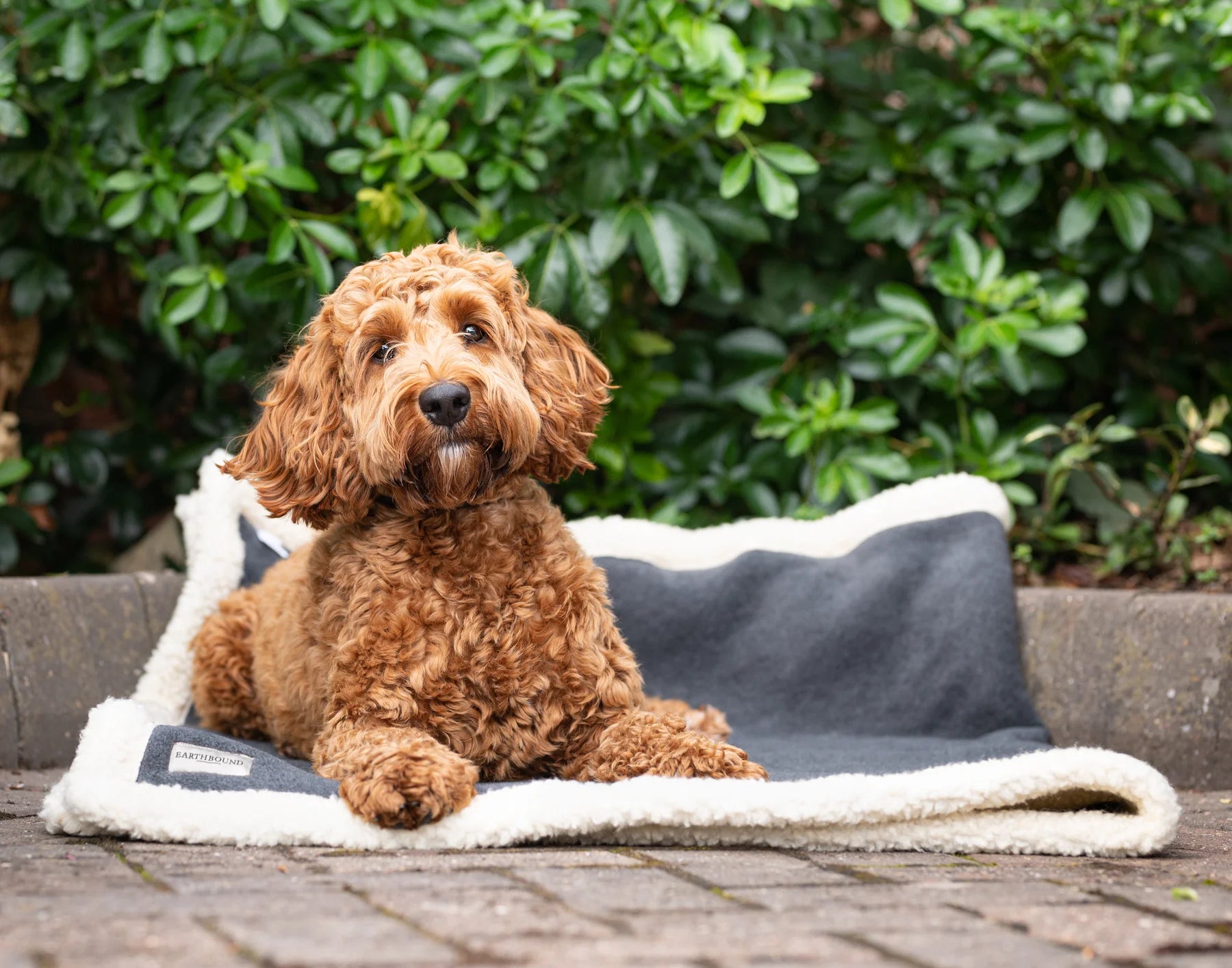 Sherpa Pet Blanket Charcoal Large