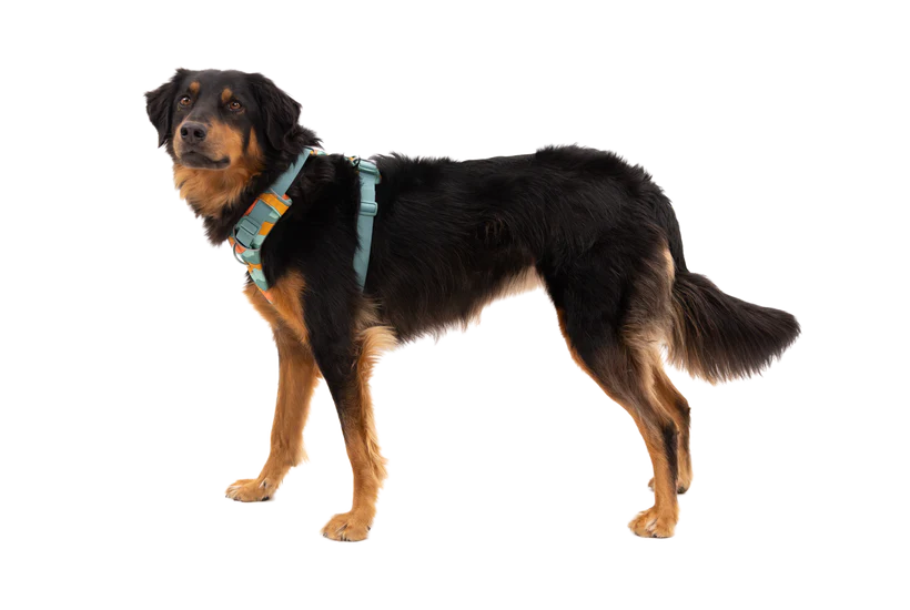 Ruffwear Front Range Harness