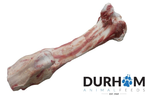 Durham feeds Jurassic Bone