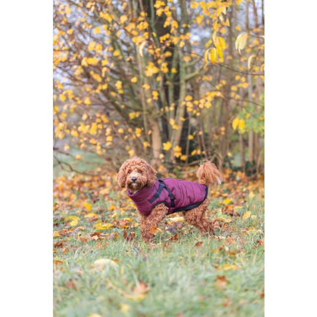 Trixie Pirou Winter Coats with Harness