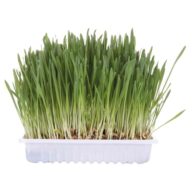 Trixie Soft Cat Grass Tray 100g