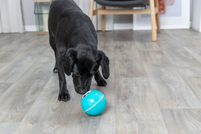 Snack Ball Blue 14cm