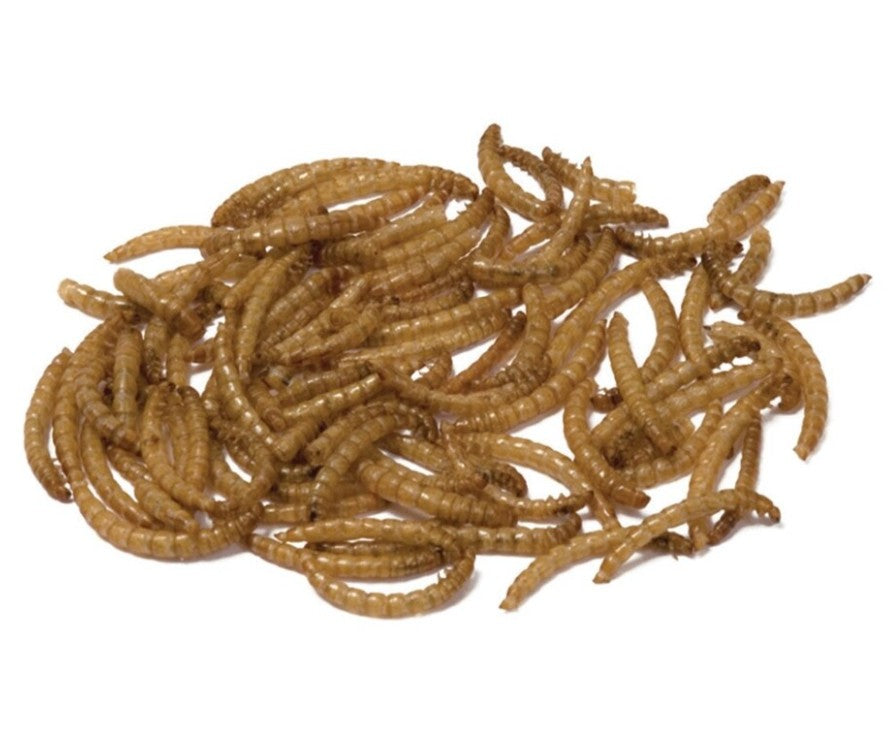 Bucktons Mealworms 12.55kg