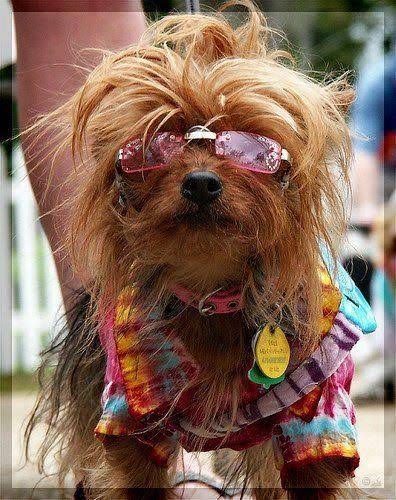 Direct Pets Puppy Summer Festival - Team Valley Store