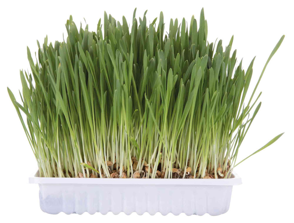 Cat grass dish bowl/approx. 100 g