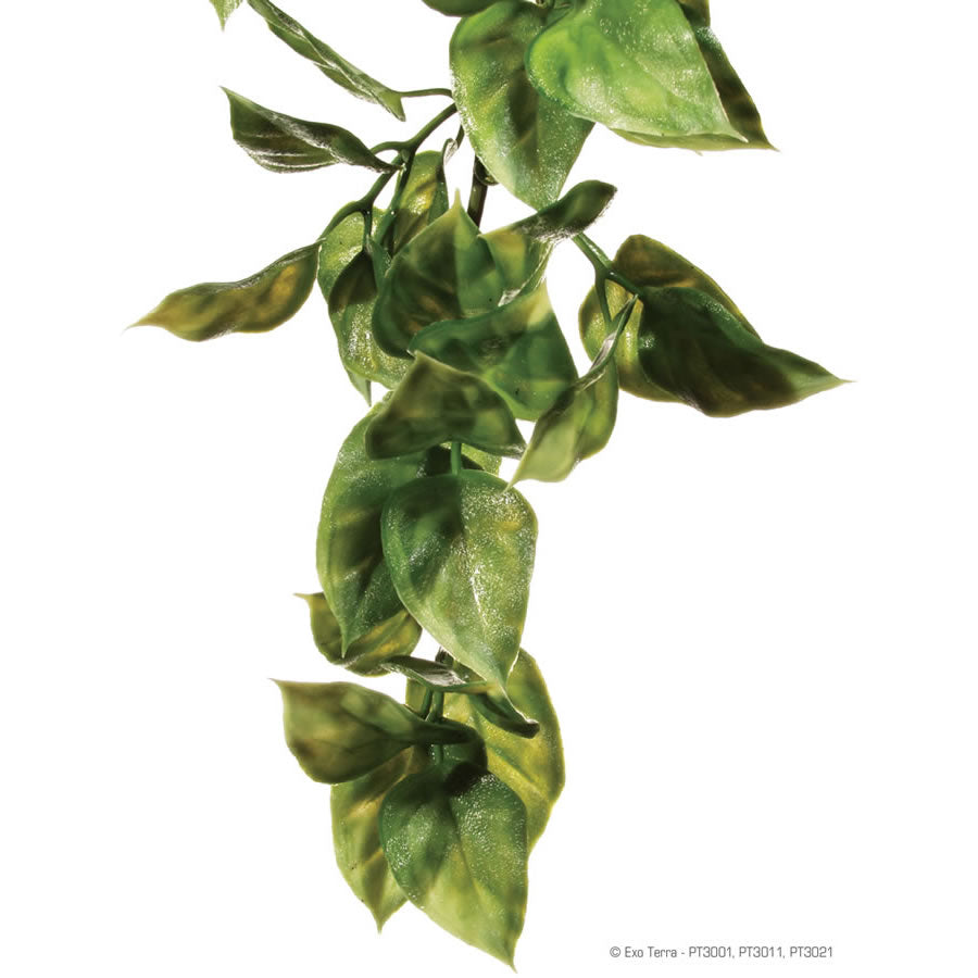 Exo Terra Amapallo Plant-2