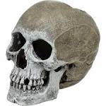 Blue Ribbon Ornament Life-like Human Skull 11x17x14cm