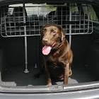 Dog Car Guard