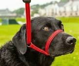 Gencon All -In-1 Training lead