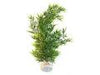 Sydeco Natural Plants Bamboo Flexible Xl 55cm
