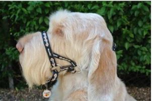 Padded Dogmatic Headcollar Size 1/2 Black