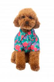 Fuzzyard Hawaiian Shirt