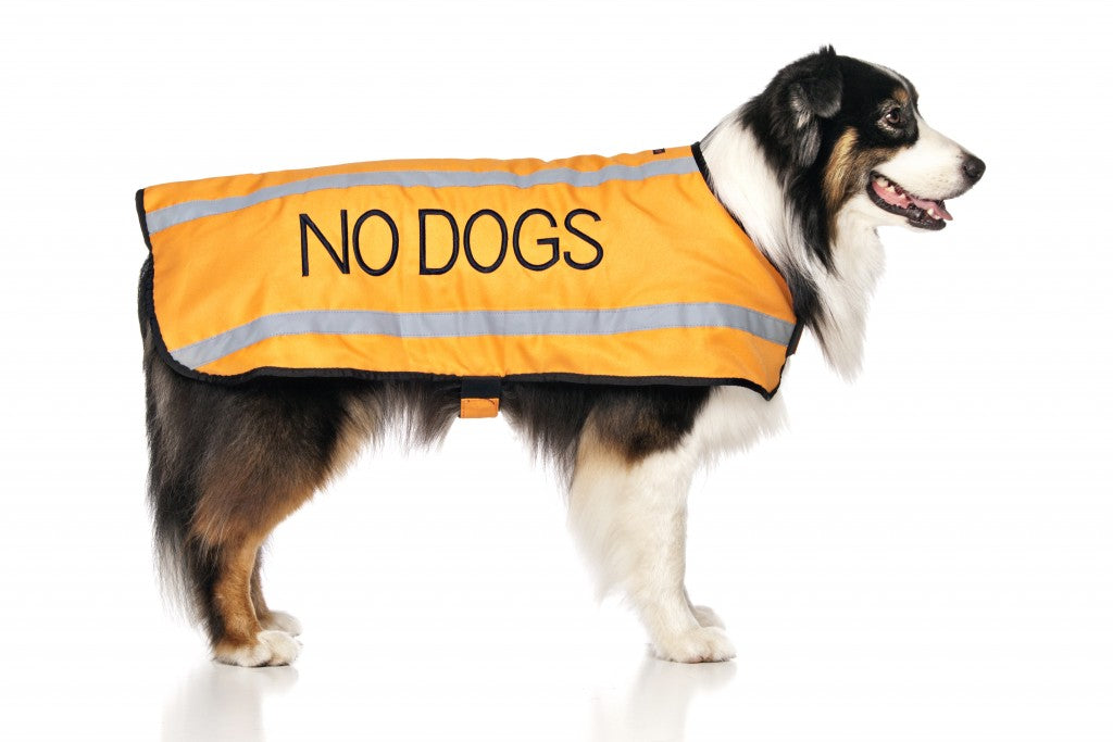 No Dogs Coat