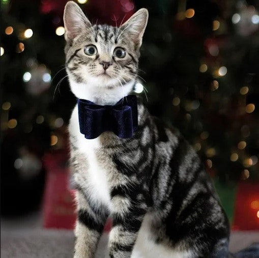 Luxury Small Velvet Bow Tie - Blue 7 x 5cm