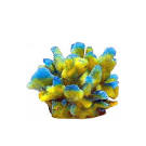 Coral Impression Assortment 7