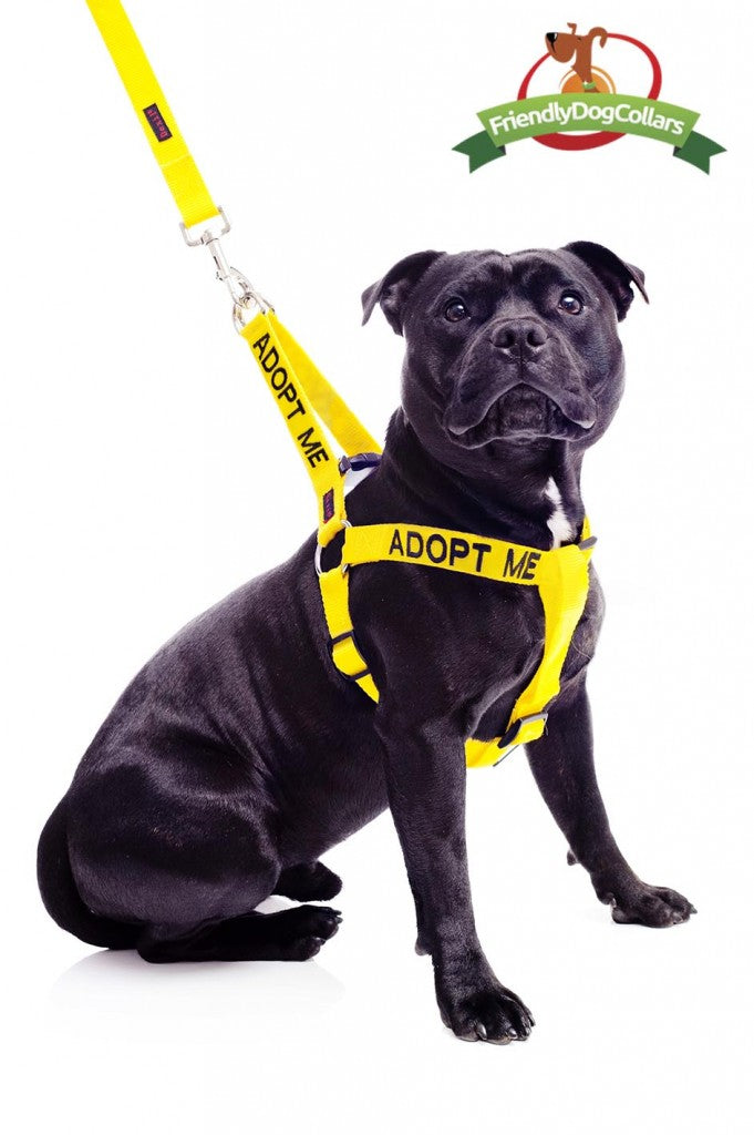 Adopt Me Strap Harness