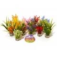 Sydeco Coloured Plants Nano Fiesta