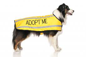 Adopt Me Coat