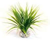 Sydeco Natural Plants Oasis Variegated 22cm