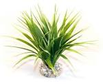Sydeco Natural Plants Oasis Variegated 22cm