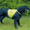 Hi Viz Safety Vest for Dogs
