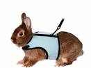 Rabbit soft harness with lead, nylon 25–32 cm, 1.20 m