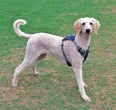 Ruffwear Hi & Light Harness