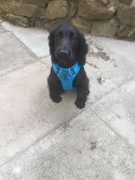 Ruffwear Hi & Light Harness