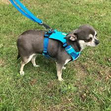 Ruffwear Hi & Light Harness