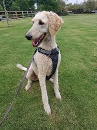 Ruffwear Hi & Light Harness