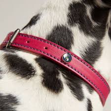 Joules Pink Leather Collar X-Large