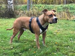 Premium Trekking Harness