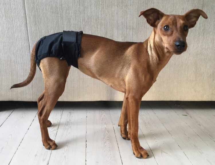 Shorts For Dogs