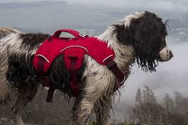 Ruffwear Web Master Harness Red